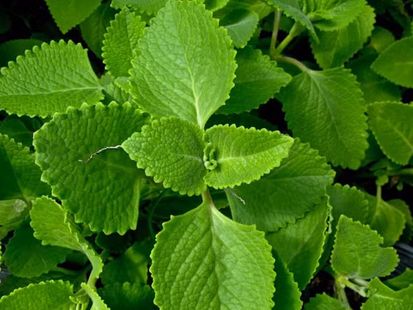 Cây húng chanh: Cây húng chanh (hay còn gọi là rau tần dày lá) cũng có tác dụng chữa ho, viêm họng và khản tiếng rất tốt. Tinh dầu trong lá húng chanh có tác dụng ức chế một số vi khuẩn gây bệnh đường hô hấp một cách hiệu quả. Chỉ cần lấy vài lá vừa đủ dùng, rửa sạch, giã nát, sau đó chế một ít nước sôi vào. Chờ khoảng 10 phút cho nước hòa với lá húng chanh rồi vắt lấy nước uống. Để dễ uống, bạn có thể pha thêm ít muối hoặc đường phèn. Ảnh: Internet.