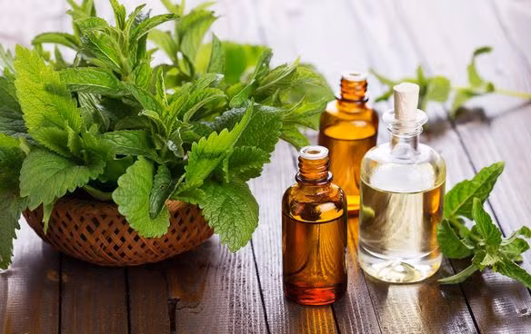 Bạc hà: Tinh dầu bạc hà thường được dùng điều trị cảm sốt nhức đầu, sổ mũi, viêm họng, ho, kích thích tiêu hóa vì có chất menthol có khả năng làm dịu ho, làm loãng niêm dịch. Vì vậy, đối với ho có đờm, bạn chỉ cần dùng tinh dầu bạc hà kết hợp với húng tây, massage lên ngực và cổ. Liệu pháp này sẽ làm đờm trong cổ họng lỏng ra và sẽ theo phản ứng tự nhiên của cơ thể đào thải ra bên ngoài. Ảnh: Internet.