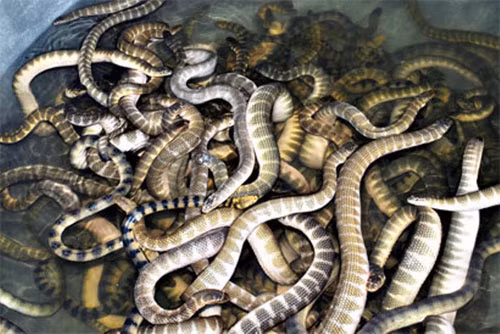 Đẻn biển: Du lịch Quảng Bình, chắc chắn bạn sẽ có cơ hội thưởng thức nhiều đặc sản mới lạ, trong đó không thể không kể đến món đẻn biển. Đẻn biển là một loại rắn biển thân thon nhỏ, dài từ 1-2m, có vảy, mình vằn da nhám, đầu nhỏ đuôi dẹt và mang giá trị dinh dưỡng cao. Ảnh: Internet.