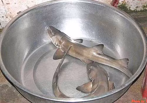 Cá nghéo, một đặc sản nức tiếng ở Quảng Bình, là loại cá xương sụn, có họ hàng với cá mập. Giống cá nghéo không đẻ trứng mà đẻ con. Thịt cá nghéo nạc, ít mỡ, da nhám. Cũng bởi chính vì thuộc loài da nhám nên thịt cá nghéo khá tanh. Cá nghéo thường được làm gỏi ăn với nước lèo, rau sống hoặc kho với nghệ, mật, gừng. Món món cá nghéo ngon nhất, phải kể đến món cá nghéo bao tử. Ảnh: Internet.