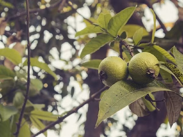 Các chất chống oxy hoá và flavonol được gọi là quercetin trong lá ổi rất quan trọng để duy trì sức khoẻ. Lá ổi cũng được xem như là một thuốc giảm đau tự nhiên. Ảnh: Boldsky.