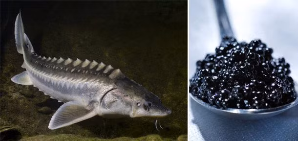 Món trứng cá tầm Beluga Caviar đắt đỏ trở thành cơn sốt trong năm 2005. Mỹ đã cấm người dân sử dụng món ăn ngon này. Ảnh: Foxnews.