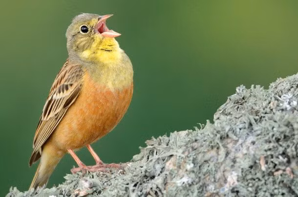 Chim sẻ rừng là món ăn quý tộc ở Pháp trong những năm 1960, việc ăn chim sẻ lại bị cấm hoàn toàn ở Mỹ và châu Âu. Ảnh: DW.