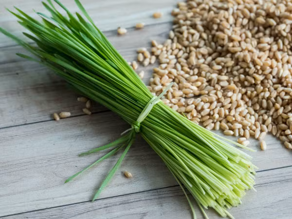 8. Nước ép lúa mạch: Thường xuyên tiêu thụ cỏ lúa mạch cung cấp cho cơ thể tất cả các chất dinh dưỡng và sức mạnh cần thiết để chống lại nhiễm trùng. Nó cân bằng lượng tế bào miễn dịch trong cơ thể. Nó cũng giải độc cho cơ thể và loại bỏ các chất độc hại. Ảnh: Boldsky.