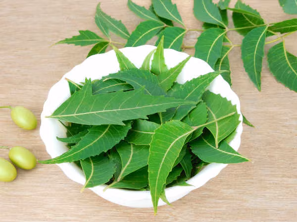 5. Nước ép lá neem: Neem là một loại thảo mộc tăng cường miễn dịch mạnh cho bệnh nhân sốt xuất huyết. Nó làm tăng bạch cầu trong cơ thể và giúp chống lại bệnh nhiễm trùng. Nghiền một thìa lá neem tươi rồi pha vào cốc nước và uống hai lần một ngày. Ảnh: Boldsky.