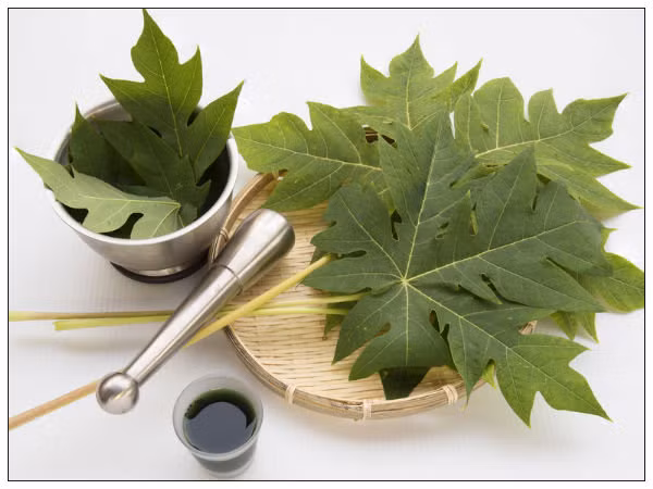 3. Nước ép lá đu đủ: Loại nước ép này giàu vitamin và khoáng chất giúp chữa bệnh nhanh hơn trong cơ thể. Nó cũng tăng cường hệ thống miễn dịch và tăng lượng tiểu cầu. Lấy vài lá đu đủ tươi xay với chút nước và uống 4-5 muỗng cà phê mỗi ngày. Ảnh: Boldsky.