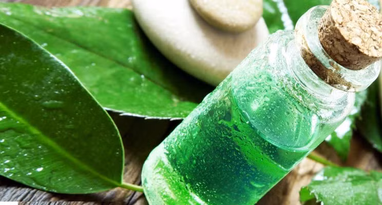 1. Trà xanh giúp trị gàu hiệu quả: Bạn có thể sử dụng tinh dầu trà xanh để "chiến đấu" với gàu. Trà xanh sẽ kiểm soát được sự gia tăng bã nhờn trên da dầu, vì vậy, hạn chế được sự xuất hiện của gàu. Hoặc bạn có thể sử dụng tinh dầu từ vỏ bưởi, cam, chanh vừa làm tóc bóng mượt, trị gàu, vừa mang lại hương thơm dễ chịu. Bạn có thể dùng vỏ của chúng để nấu nước gội đầu 1 lần 1 tuần. Ảnh: Internet.