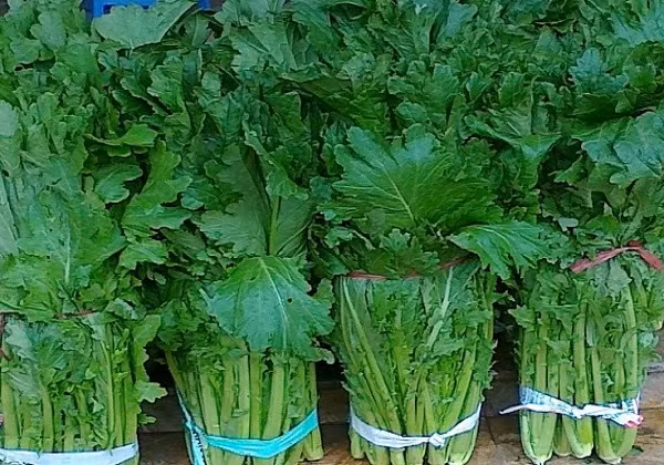 Rau cải mèo có vị ngon đặc trưng và giòn nên khá phong phú về cách chế biến, có giá mềm hơn so với các loại rau rừng khác. Ảnh: Dân Việt.
