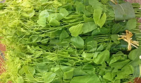 Rau ngót rừng: Đây loại rau được bà con người dân tộc trên tỉnh Cao Bằng vào tận rừng hái, khác hoàn toàn với loại rau ngót rừng được người dân trồng. Loại rau rừng này tuy đắt nhưng vẫn được rất nhiều chị em nội trợ săn lùng, nhất là giới nhà giàu sành ăn. Nhiều người còn phải đặt trước 2-3 ngày, thậm chí cả tuần mới mua được loại rau này. Ảnh: Ktmart.