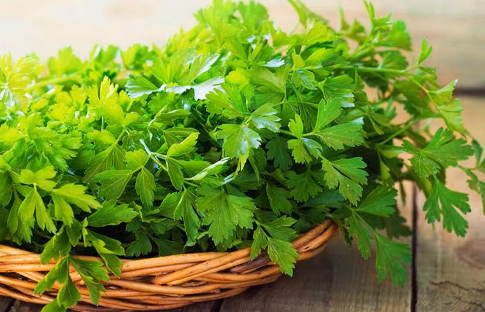 6. Mùi tây: Bạn cần chuẩn bị một ít rau mùi tây, 1-2 củ cải hoặc củ cải đỏ hoặc 1/2 quả dưa chuột. Tiếp theo, pha nước ép rau mùi tây với loại củ quả bạn chọn để uống. Bạn hãy uống nước ép này 2 lần mỗi ngày. Mùi tây là một thực phẩm lợi tiểu tự nhiên, đồng thời làm tăng sự lưu thông và còn có đặc tính chống viêm. Điều này giúp bạn đẩy lùi chứng đi tiểu đục. Ảnh: Shutterstock.