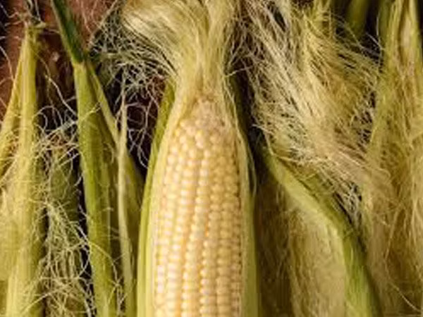 10. Râu ngô: Râu ngô chính là bài thuốc điều trị sỏi thận hiệu quả. Nước râu là thuốc lợi tiểu làm tăng dòng nước tiểu. Nó cũng giúp ngăn chặn sự hình thành của sỏi thận và hoạt động như một thuốc giảm đau. Nó cũng làm giảm viêm ở thận. Đun sôi một nắm râu ngô trong một cốc nước khoảng 10 phút. Để nguội, lọc nước và uống. Ảnh: Boldsky.