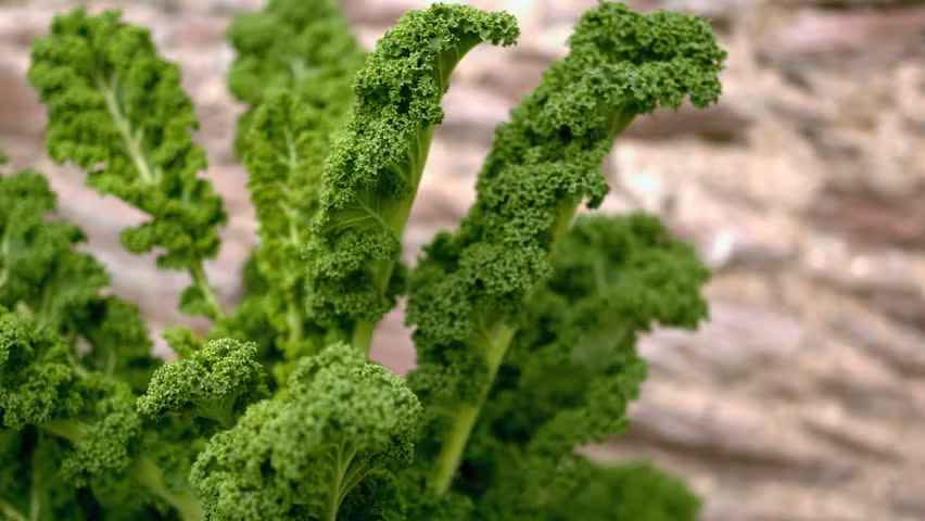 3. Trợ giúp điều trị tiểu đường: Một cốc rau cải tươi cắt nhỏ chứa khoảng 0,6 gam chất xơ, một chất dinh dưỡng làm giảm mức glucose trong máu ở bệnh nhân tiểu đường loại 1. Ngay cả những người bị tiểu đường tuýp 2 cũng có thể giảm mức đường trong máu nhờ ăn cải kale. Ảnh: Shutterstock.