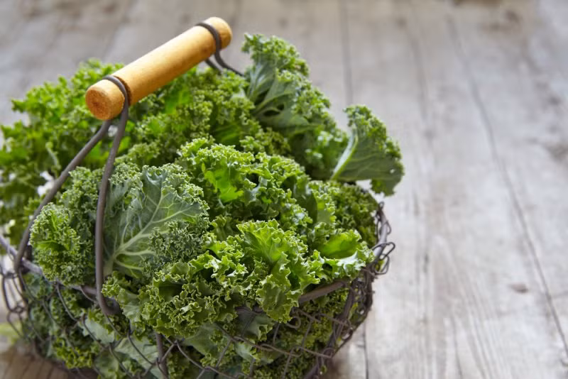 11. Hỗ trợ giảm cân: Ăn những thực phẩm có lượng calo thấp như cải xoăn có thể hỗ trợ giảm cân. Ngoài ra, các chất xơ trong cải xoăn ngăn chặn sự thèm ăn của bạn. Quan trọng hơn, cải xoăn giàu chất dinh dưỡng, giúp bạn ăn kiêng mà không sợ thiếu chất. Ảnh: Shutterstock.