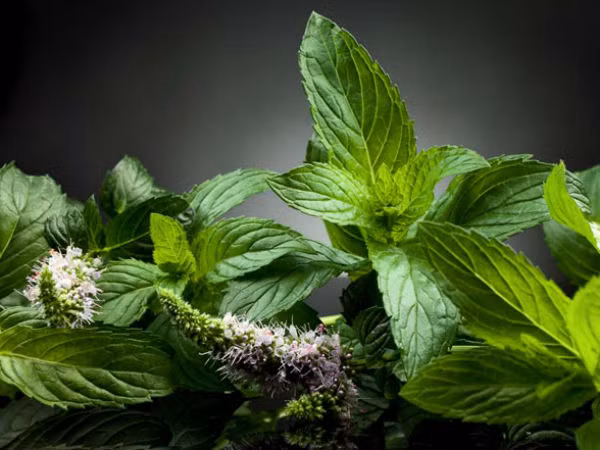 11. Húng quế: Loại rau thơm này được sử dụng như là một loại thảo mộc phòng ngừa chứng đau nửa đầu. Một số người đã báo cáo rằng sau khi uống nước húng quế, cơn đau nửa đầu của họ đã dần dần được cải thiện. Ảnh: Boldsky.