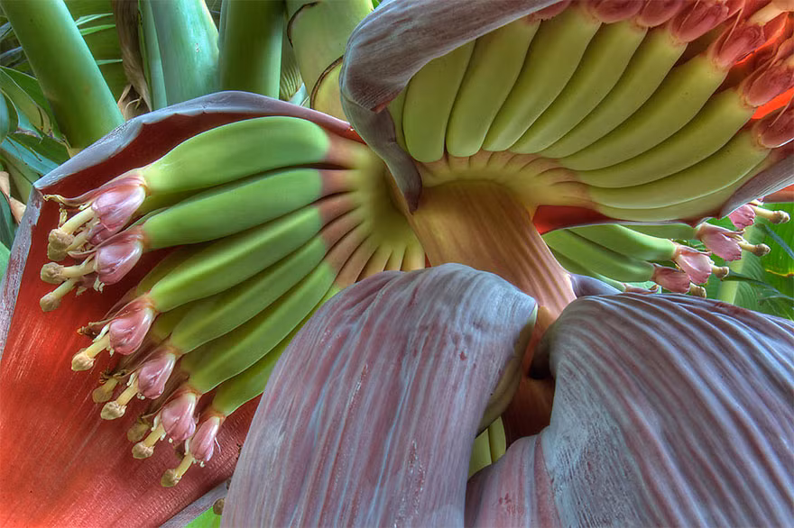 Quả chuối chúng ta thường ăn ban đầu có hình dáng như trong ảnh. Ảnh: BP.