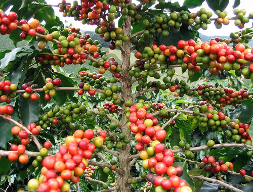 Quả cà phê còn non có màu xanh dần dần chuyển sang đỏ khi chín. Ảnh: BP.