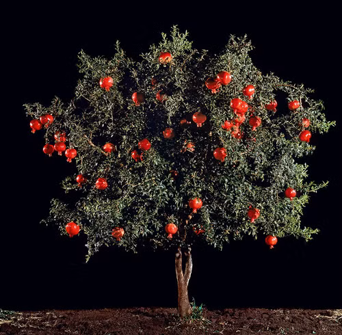 Cây quả lựu chín trước khi thu hoạch. Ảnh: BP.