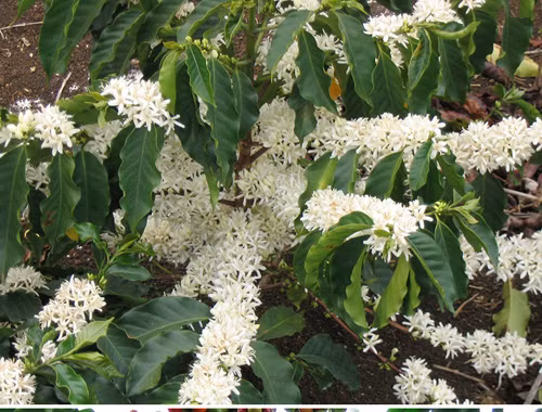 Hoa của cây cà phê có màu trắng tinh khôi. Ảnh: BP.