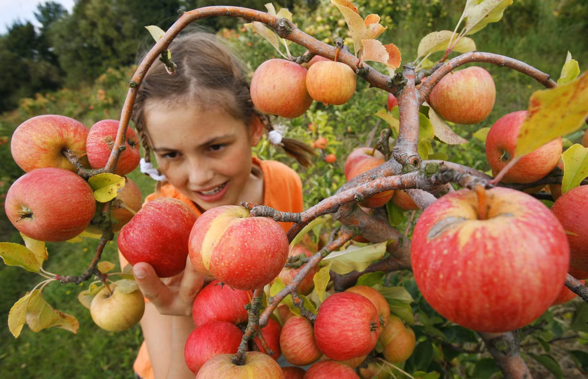 Táo: Theo Live Love Fruit, táo rất giàu pectin, loại chất xơ giảm cholesterol và duy trì sức khỏe hệ tiêu hóa, đồng thời giảm nguy cơ phát triển ung thư ruột kết, ngăn ngừa sỏi mật. Táo cũng có tính kiềm, có tác dụng khôi phục sự cân bằng pH trong cơ thể. Ảnh: Cbsla.