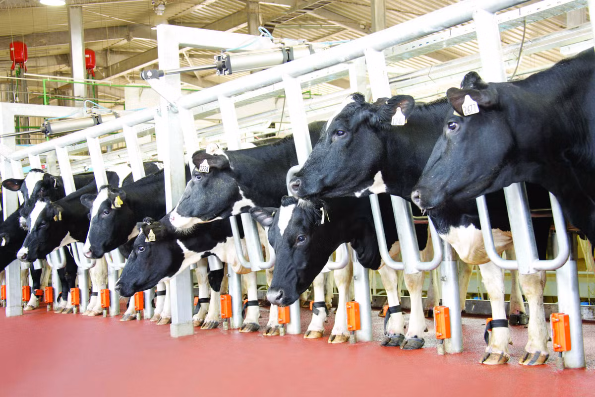 Con chip Afitag- bí quyết quản trị đàn bò của TH.