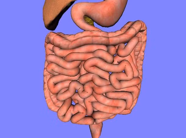 2. Tổng diện tích bề mặt ruột non khi trải ra là 250m2, đủ phủ kín một sân tennis. Ảnh: Livescience.