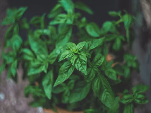 Lá húng quế có tính kháng khuẩn mạnh mẽ, chống vi khuẩn và chống nấm có tác dụng hiệu quả trong điều trị sốt. Trộn 1 muỗng canh húng quế với ¼ muỗng hạt tiêu vào một cốc nước sôi. Ngâm trong 5 phút, lọc nước và uống cho đến khi hạ sốt. Ảnh: Boldsky.