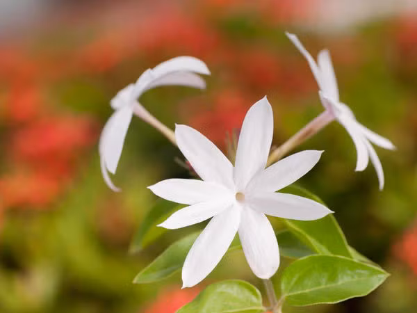 Lá cây hoa nhài có đặc tính kháng virut mạnh giúp chống lại vi khuẩn và virut. Ngắt 5-8 lá cây hoa nhài rồi xay với nước và lọc. Pha thêm một thìa mật ong để uống. Ảnh: Boldsky.