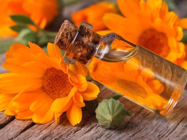 Hoa cúc Calendula: Hoa cúc Calendula là một trong số các loài hoa cúc được đánh giá là thảo dược quý. Với đặc tính kháng khuẩn giúp điều trị các vấn đề như loét da, vết thương nhiễm khuẩn, làm lành vết thương…Loại hoa này cũng giúp tăng cường các mô nướu răng và làm cho răng mạnh mẽ hơn. Lấy một vài cánh hoa tươi của hoa cúc và đun sôi trong một cốc nước. Lọc và dùng để súc miệng. Ảnh: Boldsky.