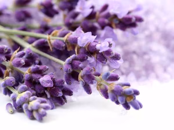 Dầu lavender (oải hương): Dầu oải hương cũng kháng khuẩn tốt. Massage dầu hoa oải hương trong lợi cũng sẽ làm tăng tuần hoàn máu đến vùng này và giảm sưng đau. Thêm một vài tinh dầu oải hương trong một cốc nước ấm và dùng nó để súc miệng. Ảnh: Boldsky.