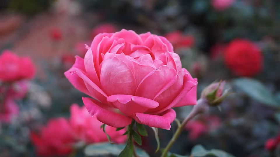 Giúp chống lại các triệu chứng chảy máu do trĩ: Cánh hoa hồng được biết đến như một liệu pháp tự nhiên hỗ trợ chảy máu do trĩ. Vì hoa hồng rất giàu chất xơ, nước và nhiều hợp chất giúp loại bỏ độc tố ra khỏi cơ thể. Hơn nữa, nó khá hiệu quả chống các trường hợp chảy máu do trĩ và có tác dụng giảm đau. Ảnh: Pexels.