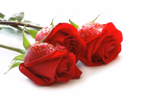 Kích thích ham muốn “chuyện ấy”: Hoa hồng không chỉ là một biểu tượng của của tình yêu mà còn là một loại hoa có khả năng tăng cường ham muốn “yêu” tự nhiên. Theo Y học cổ truyền Ấn Độ (Ayurveda) cho rằng, hoa hồng đặc biệt là tinh dầu của nó có tác dụng lên hệ thần kinh, giúp an thần, làm con người phấn chấn, tăng nhu cầu hoạt động chăn gối. Sử dụng trà hoa hồng hàng ngày bạn sẽ cảm thấy tràn đầy sinh lực, sức sống. Ảnh: Internet.