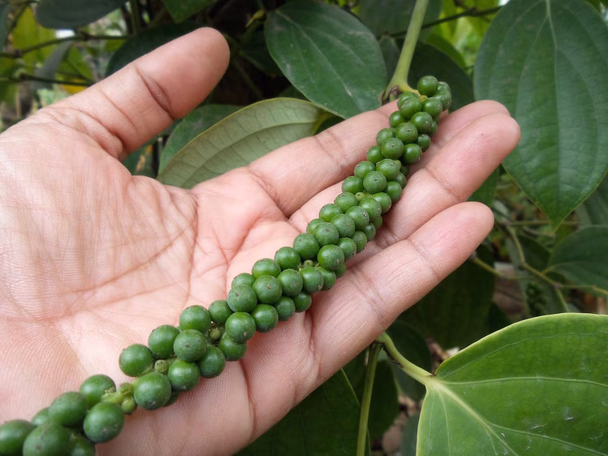 Những quả mọng xanh này sẽ được làm khô thành hạt tiêu đen. Ảnh: Shutterstock.