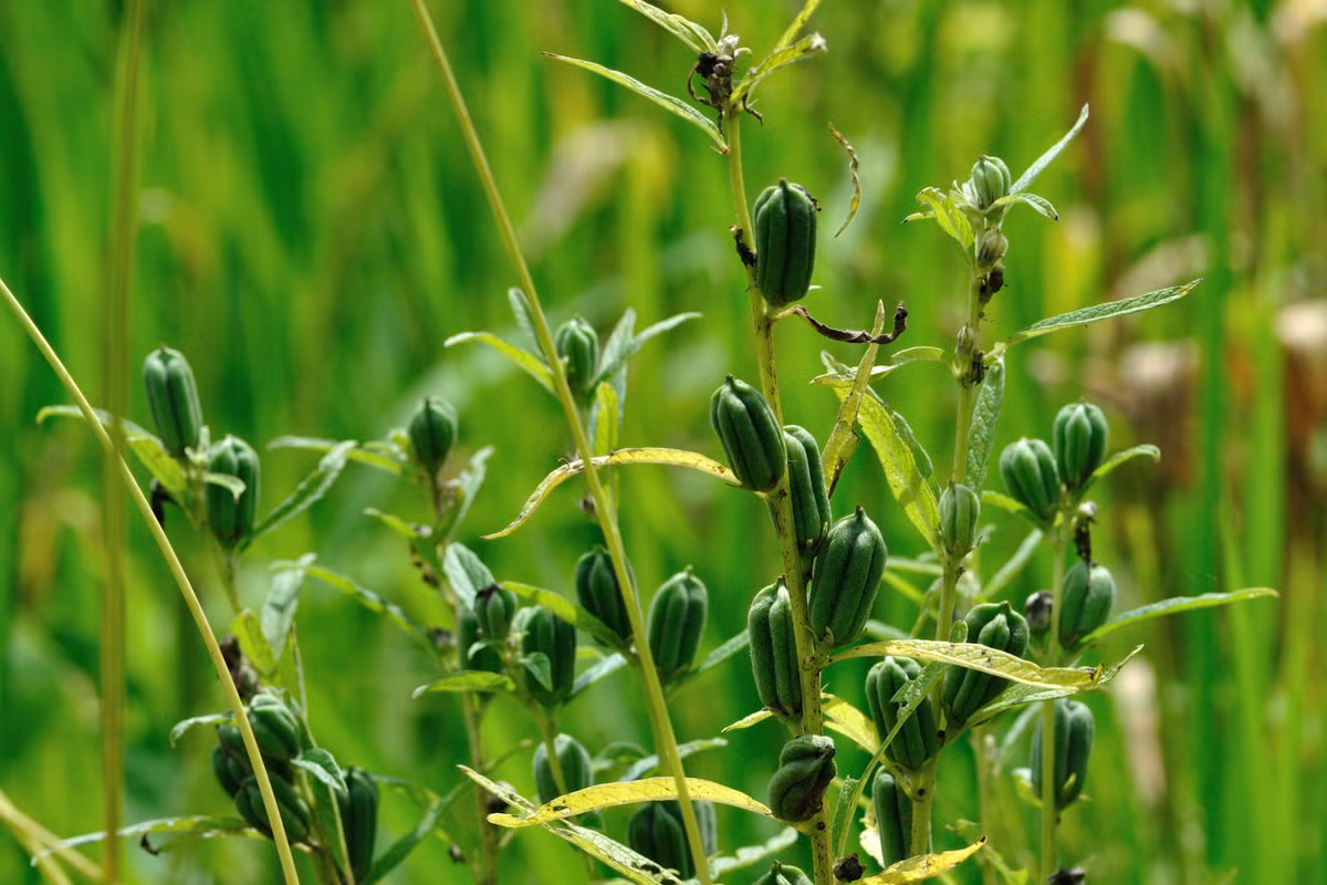 Đây chính là cây vừng trước khi cho thu hoạch. Hạt vừng thường được sử dụng làm bánh mì burger và rất nhiều món ăn khác nhau. Ảnh: Shutterstock.