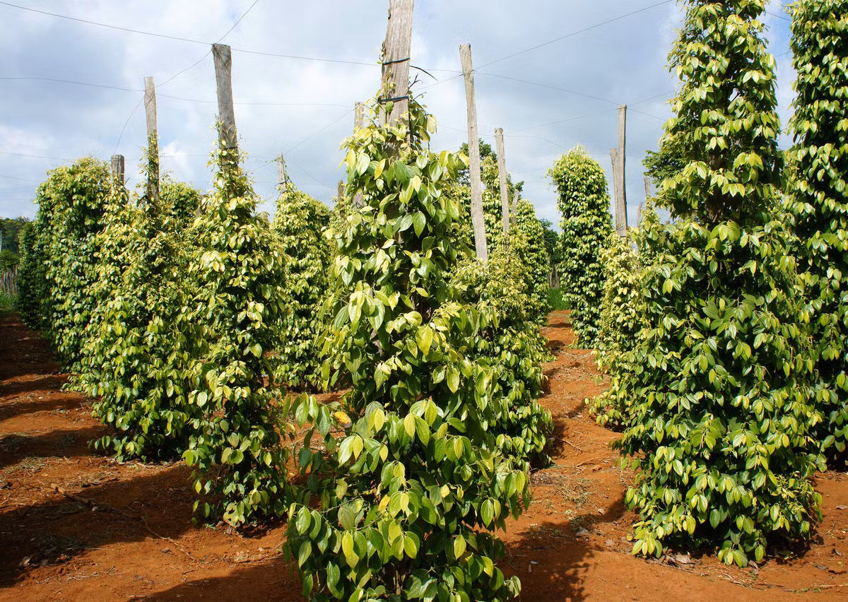 Một trong những loại gia vị phổ biến nhất là hạt tiêu - mọc ở những cụm cây um tùm này. Ảnh: Shutterstock.