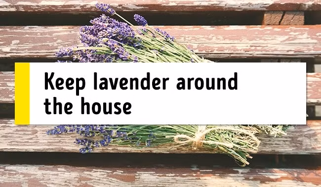 Bạn có để đặt vài nhánh hoa oải hương trong phòng. Ảnh: Pexels.