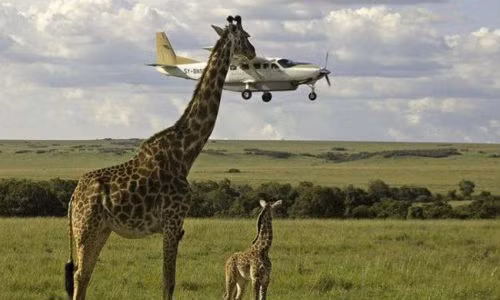 Bức ảnh chụp đúng thời điểm khiến ta tưởng như hươu cao cổ chạm sát vào chiếc máy bay đang hạ cánh.