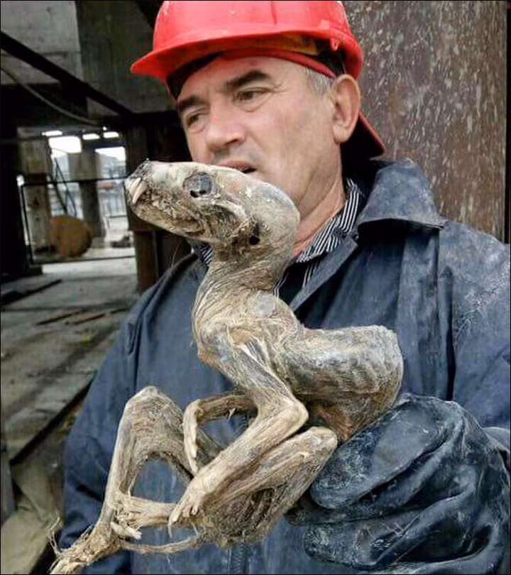 Phat hien sinh vat ky la khi khai mo kim cuong