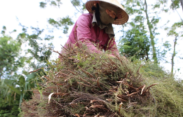 Cây mọc hoang thành hàng hóa được giá, dân kiếm bộn tiền Cay moc hoang thanh hang hoa duoc gia, dan kiem bon tien
