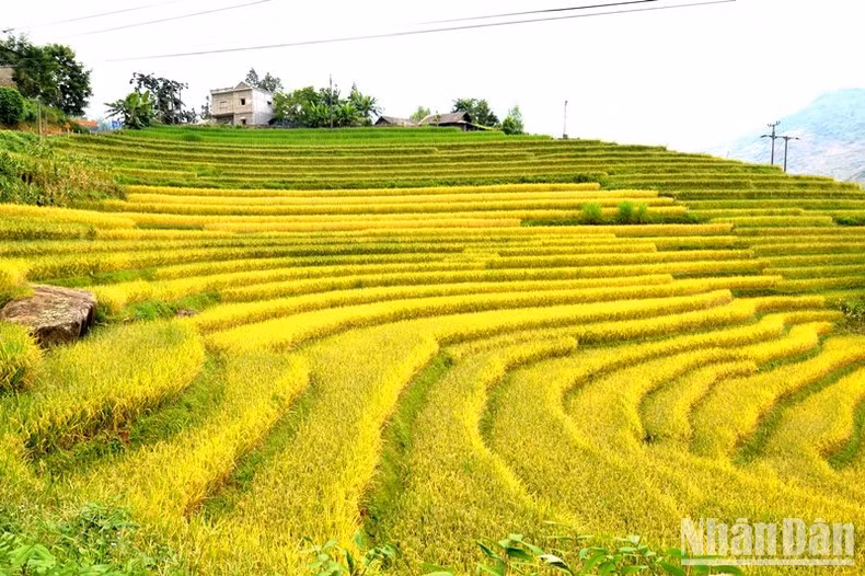 Huyện Bát Xát hiện có hơn 3.000ha ruộng bậc thang vừa bảo đảm lương thực, vừa là cảnh quan hấp dẫn, thu hút du khách trong và ngoài nước để phát triển du lịch ở địa phương. (Ảnh: QUỐC HỒNG)