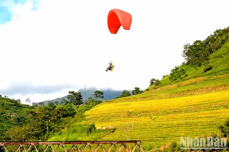 Bay dù lượn trên thảm vàng Mường Hum. Ruộng bậc thang Thề Pả ở xã Y Tý và Ngải Thầu đã được Bộ Văn hóa, Thể thao và Du lịch xếp hạng Di tích quốc gia. Với diện tích 233,1ha, đây được đánh giá là một trong những khu ruộng có vị trí đẹp và tập trung, là công trình “sáng tạo vĩ đại” của người Mông và Hà Nhì nơi đây. (Ảnh: QUỐC HỒNG)