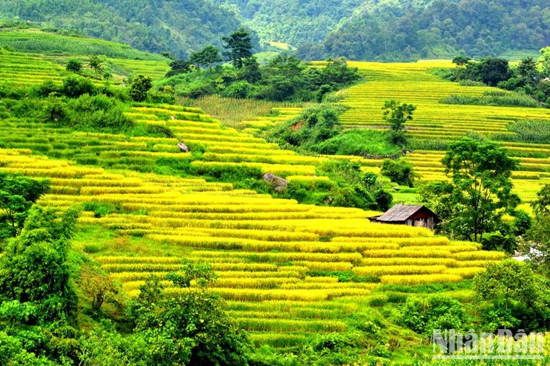 Tháng 9 là thời điểm các xã vùng cao, biên giới của huyện Bát Xát, tỉnh Lào Cai bước vào mùa lúa chín rộ. Đây cũng là lúc các tín đồ “xê dịch”, đam mê khám phá bắt đầu đổ về vùng đất này để săn tìm những khoảnh khắc tuyệt diệu nhất của thiên nhiên, những khung trời vàng ươm ấn tượng từ các thửa ruộng bậc thang khi bước vào mùa gặt.