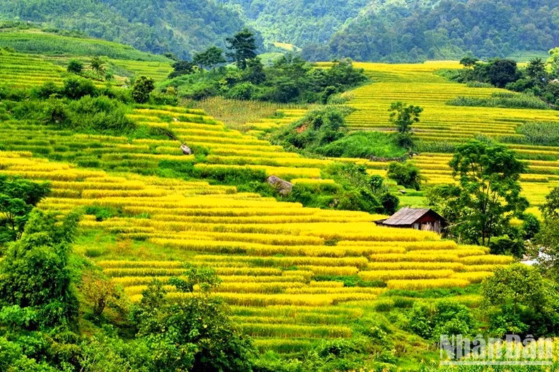 Tháng 9 là thời điểm các xã vùng cao, biên giới của huyện Bát Xát, tỉnh Lào Cai bước vào mùa lúa chín rộ. Đây cũng là lúc các tín đồ “xê dịch”, đam mê khám phá bắt đầu đổ về vùng đất này để săn tìm những khoảnh khắc tuyệt diệu nhất của thiên nhiên, những khung trời vàng ươm ấn tượng từ các thửa ruộng bậc thang khi bước vào mùa gặt.