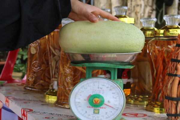 Trong loai dua chuot ban 40.000 dong mot trai, thu tien trieu/ ngay