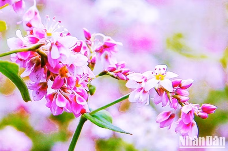 Cánh hoa mỏng tím lung linh trong nắng thu. (Ảnh: ĐÌNH NAM)