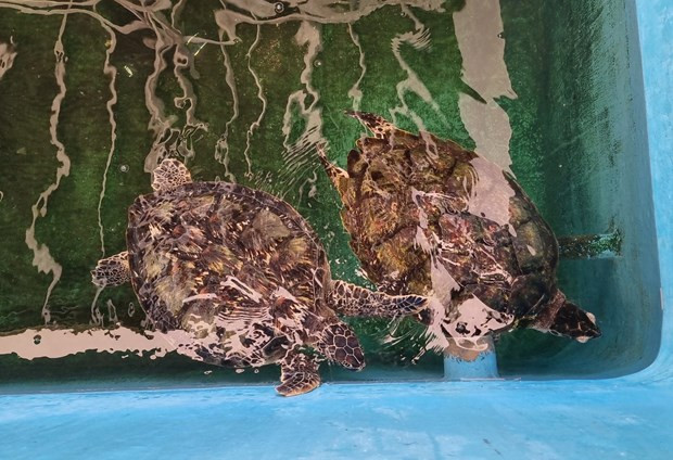 Khu vực cứu hộ, bảo tồn rùa biển thuộc Khu dự trữ sinh quyển thế giới Núi Chúa (Ninh Thuận). Ảnh: Nguyễn Thành – TTXVN