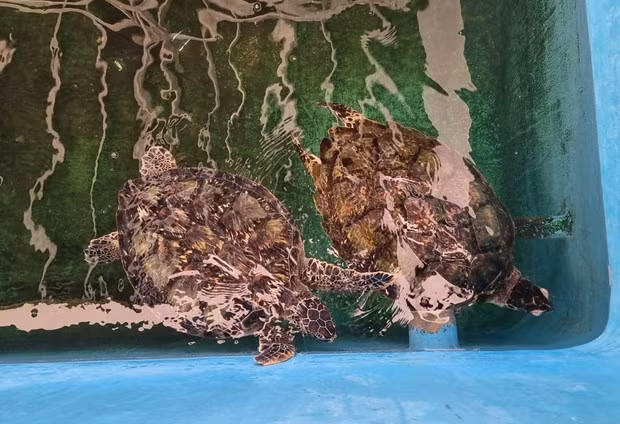 Khu vực cứu hộ, bảo tồn rùa biển thuộc Khu dự trữ sinh quyển thế giới Núi Chúa (Ninh Thuận). Ảnh: Nguyễn Thành – TTXVN