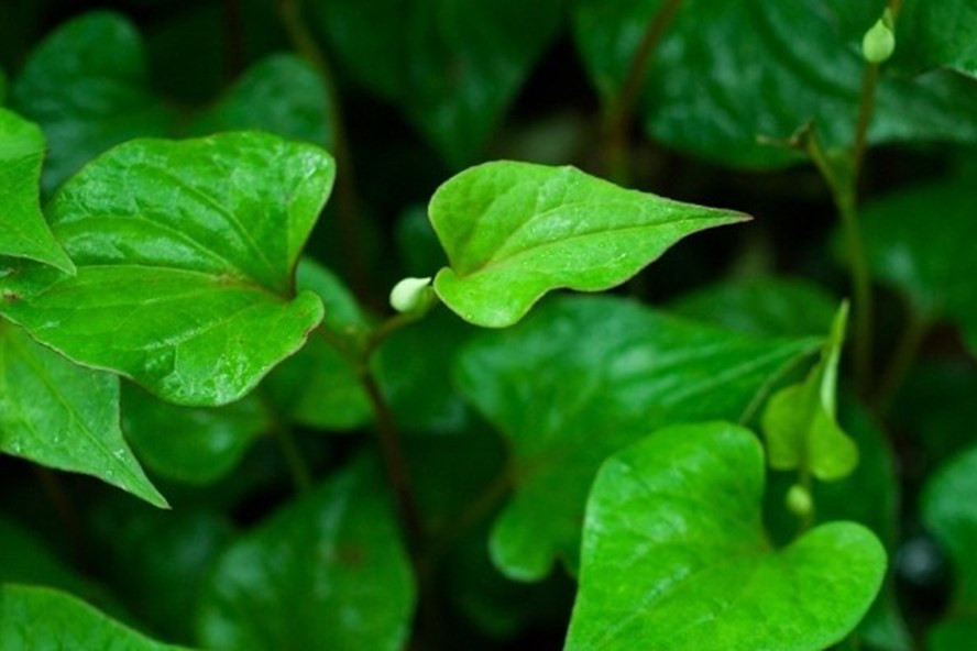 Loai rau co mui tanh kho chiu, truoc chi cho lon an, gio ban gia 