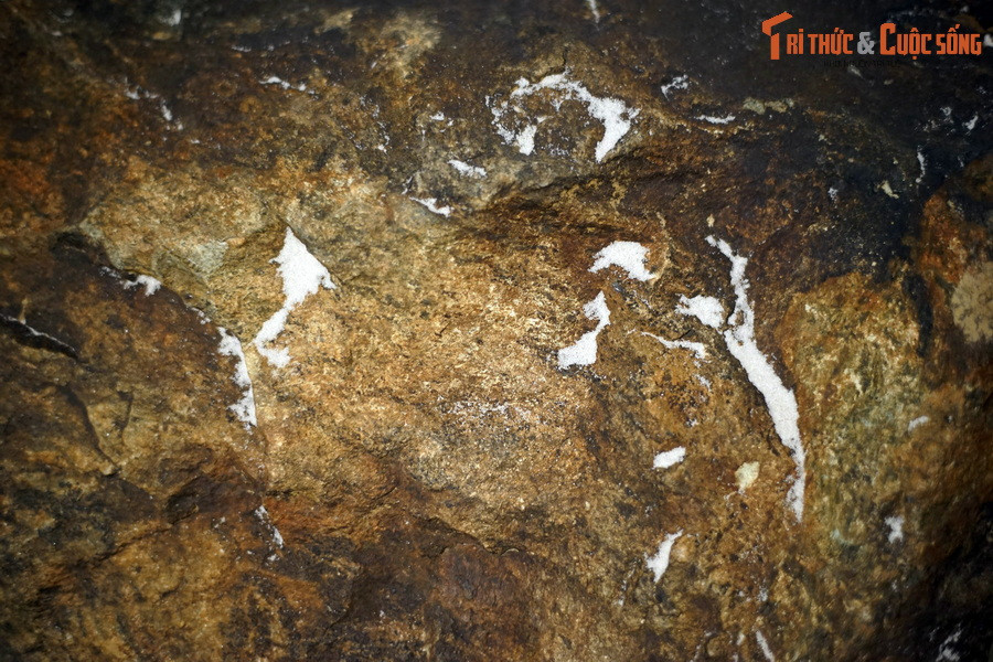 Nó là một “chứng nhân” của lịch sử phát triển sinh giới, từ những sinh vật đơn bào kích thước hiển vi ban đầu, đến những con vật khổng lồ từng làm mưa làm gió trên hành tinh trong suốt lịch sử dài lâu, mà so sánh với dòng thời gian đó, đời người chẳng khắc gì hạt cát giữa lòng đại dương...