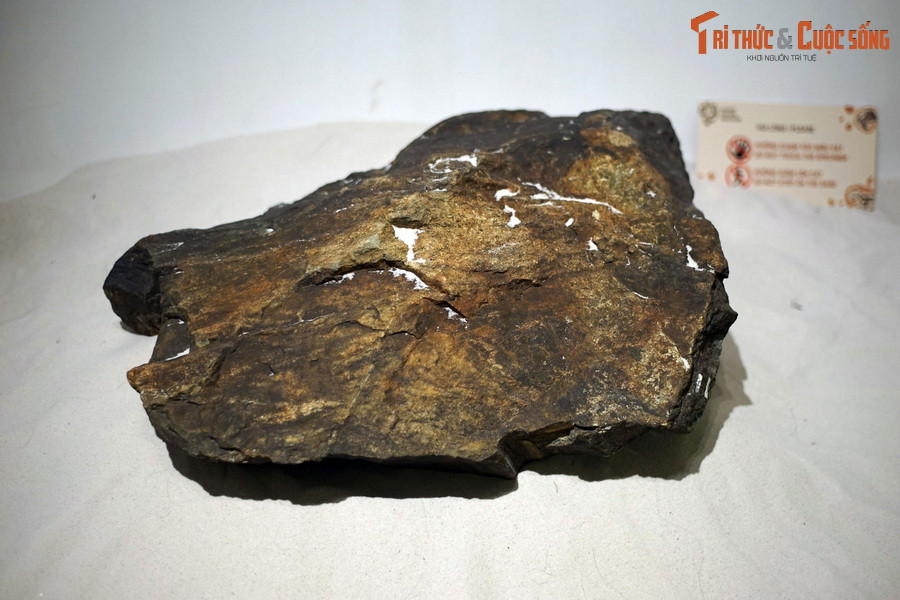 Tại triển lãm "Lịch sử hình thành Trái Đất thông qua bộ sưu tập hiện vật hóa thạch" đang diễn ra ở Bảo tàng Hà Nội có một hiện vật thu hút sự chú ý đặc biệt của khách tham quan, đó là “ Viên đá cổ nhất Việt Nam, có niên đại 2,936 tỷ năm”.