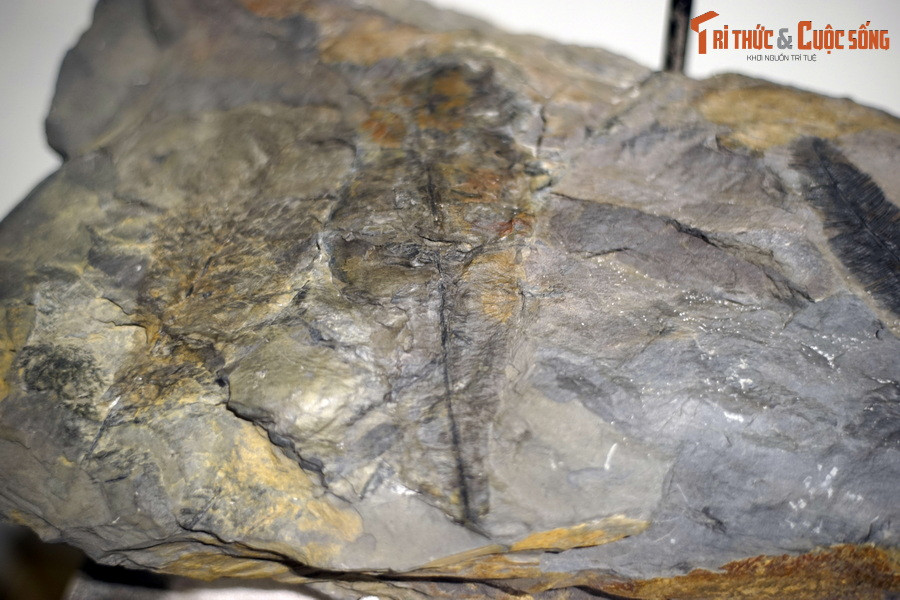 Các vết tích này phản ánh một giai đoạn lịch sử xa xưa của vỏ Trái đất tại khu vực ngày nay là một phần lãnh thổ Việt Nam.